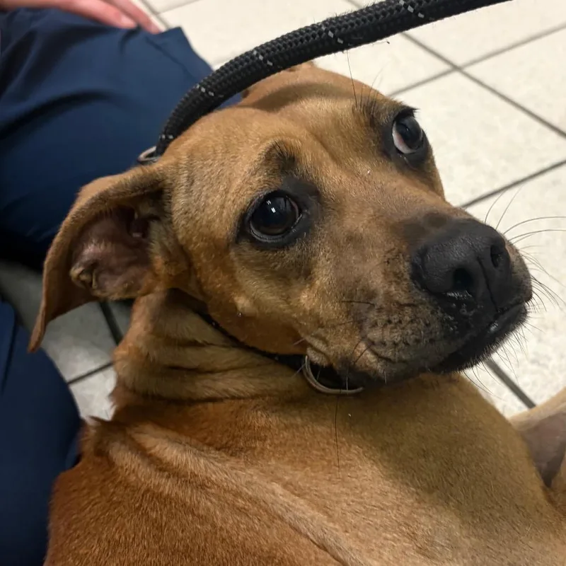 A young medium-sized female Brown / Chocolate Mixed Breed dog named Stampede for adoption in Charleston, WV