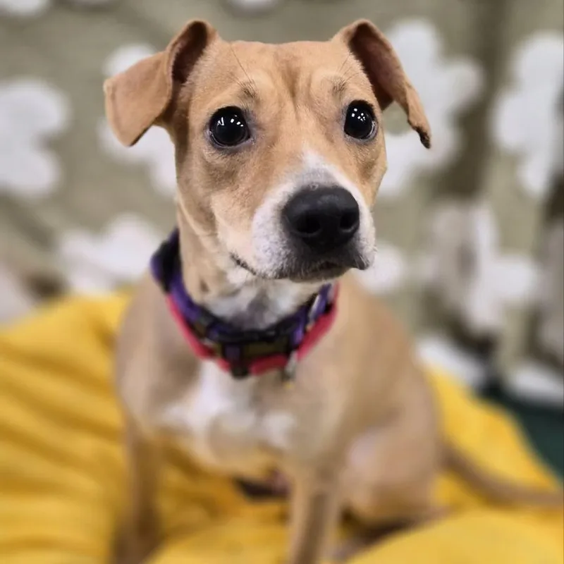 An adult medium-sized female Red / Chestnut / Orange Beagle dog named Minx for adoption in South Elgin, IL