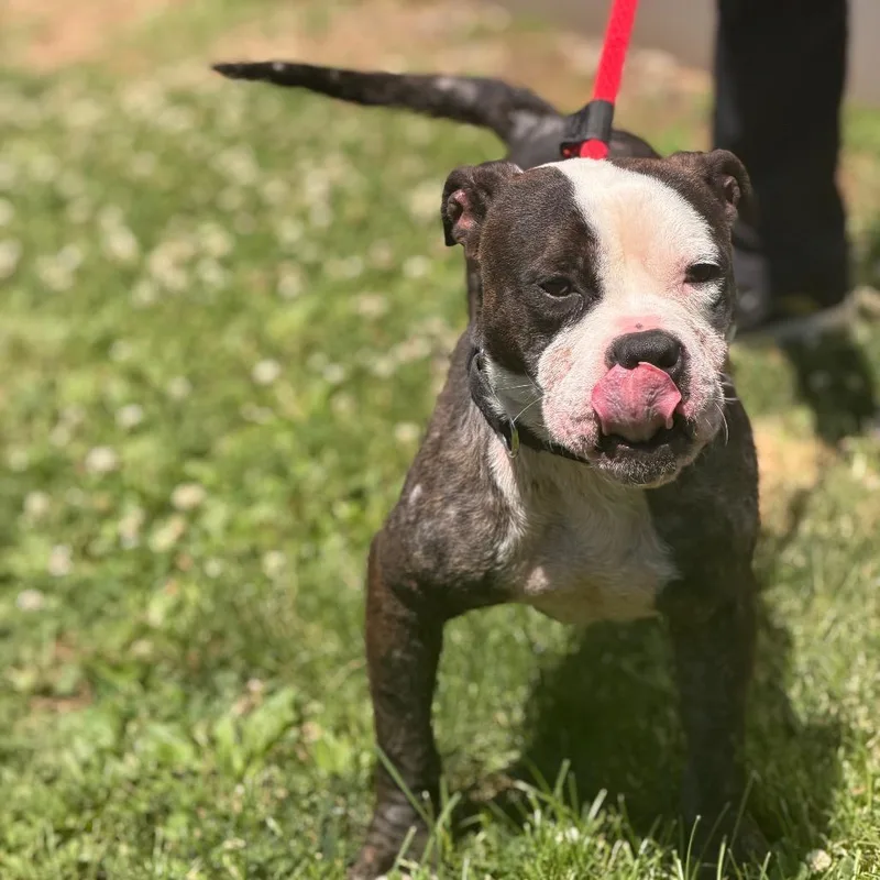 An adult medium-sized male Brown / Chocolate Mixed Breed dog named Onomatopoeia for adoption in Philadelphia, PA
