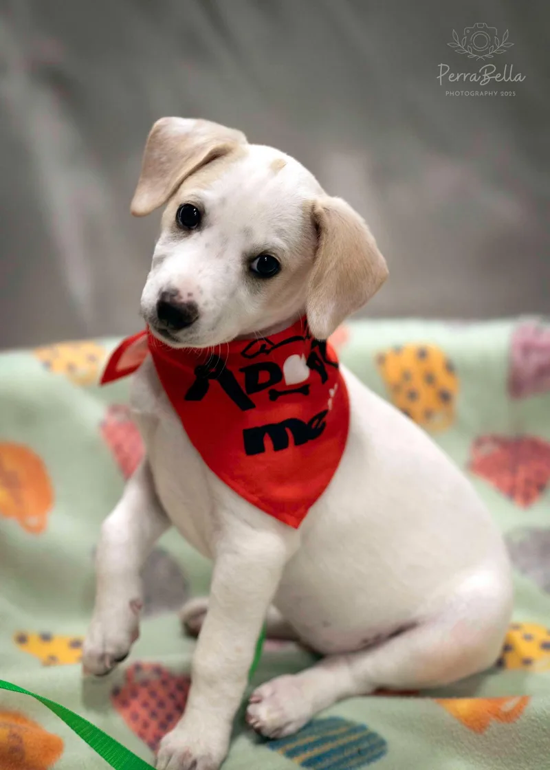 A young small-sized male Chihuahua dog named Comet for adoption in West Richland, WA