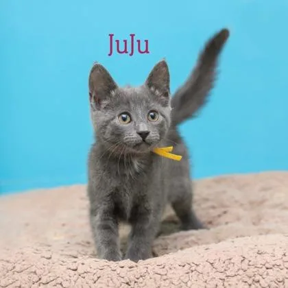 A baby small-sized female Domestic Short Hair cat named JuJu for adoption in Parma, OH