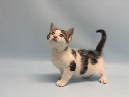 A baby small-sized male Domestic Short Hair cat named Prince Phillip for adoption in Golden Valley, MN