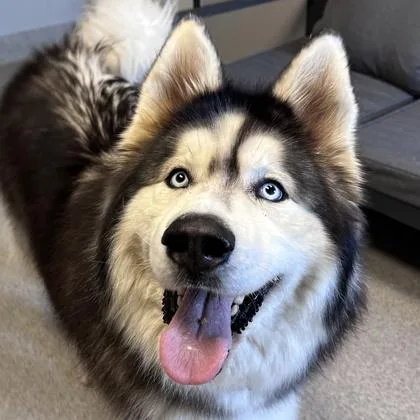 An adult extra large-sized female Black Mixed Breed dog named Kylo for adoption in Lansing, MI