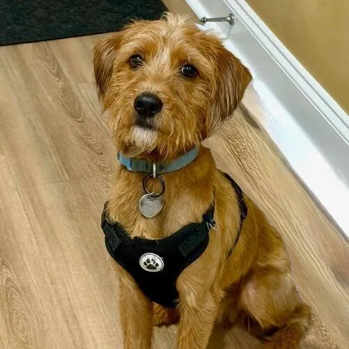A young medium-sized male Apricot / Beige Yorkshire Terrier dog named Lobster Roll for adoption in Jersey City, NJ