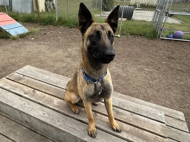 A young large-sized female Belgian Shepherd / Malinois dog named Sparrow for adoption in McKinleyville, CA