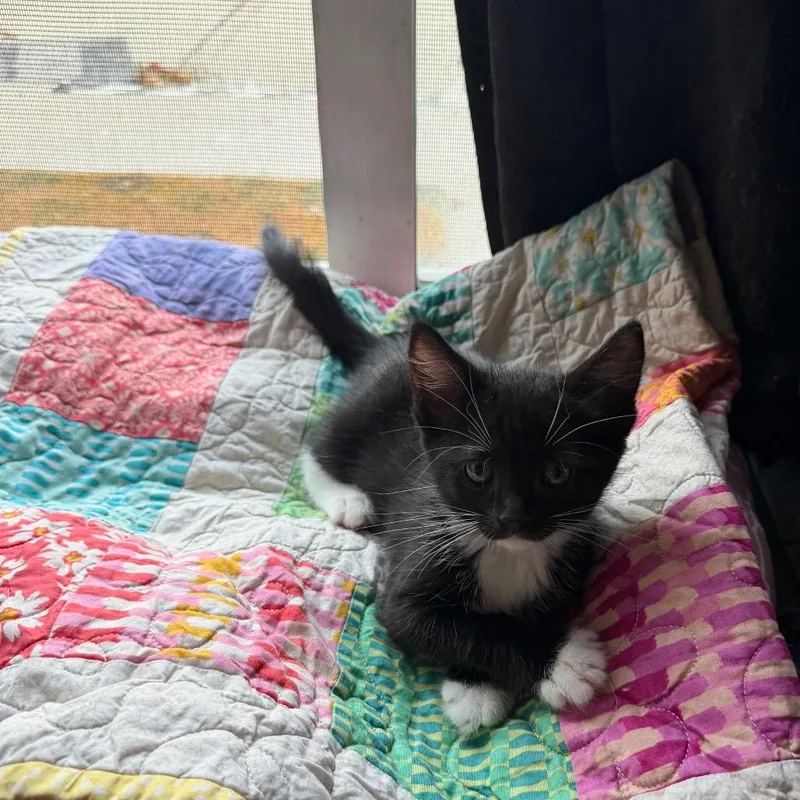 A baby small-sized male Domestic Short Hair cat named Jafar for adoption in Tustin, CA