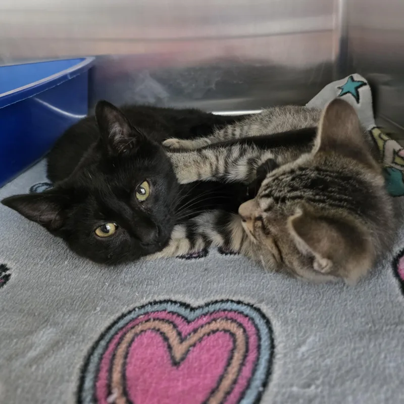 A baby small-sized male Black Domestic Short Hair cat named Buzz for adoption in Macomb Twp, MI