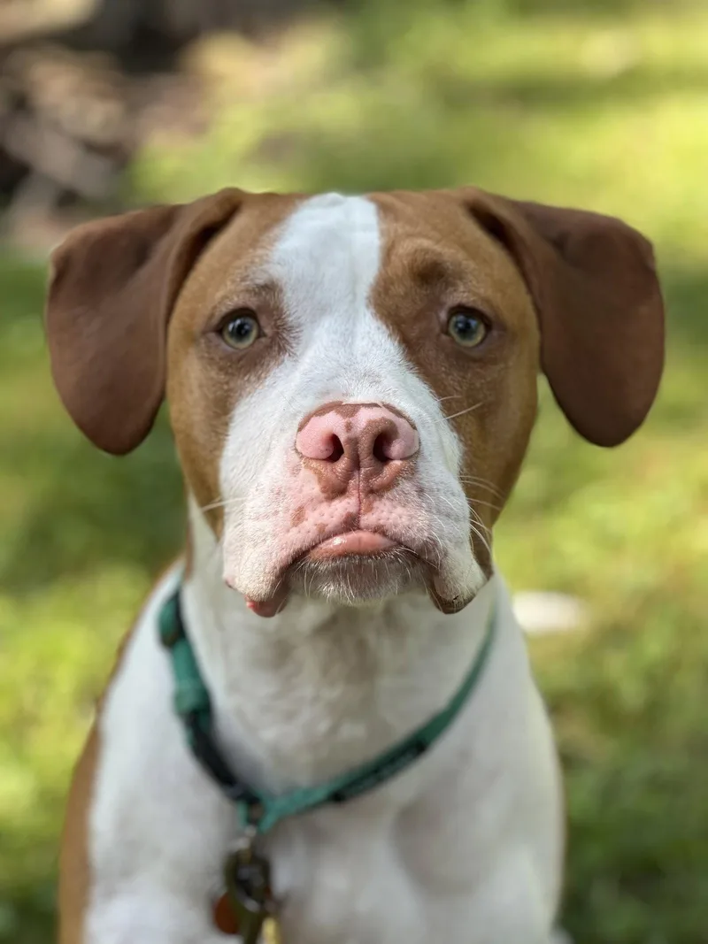A young medium-sized male Pit Bull Terrier dog named Arlo for adoption in Shillington, PA