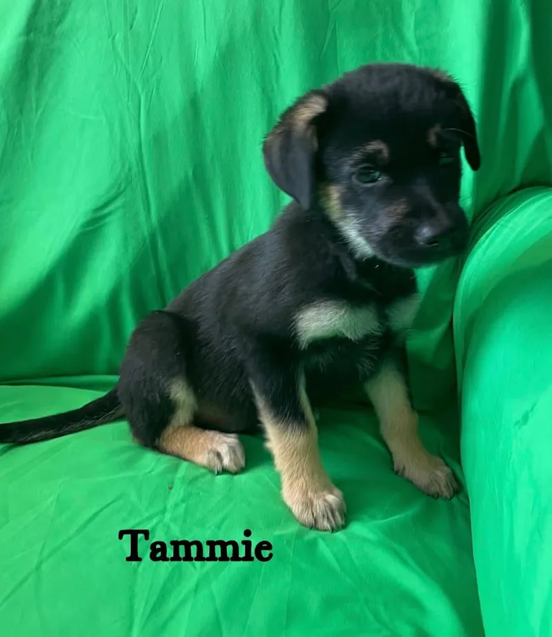 A baby medium-sized female Black German Shepherd Dog dog named Tammie for adoption in Watertown, CT