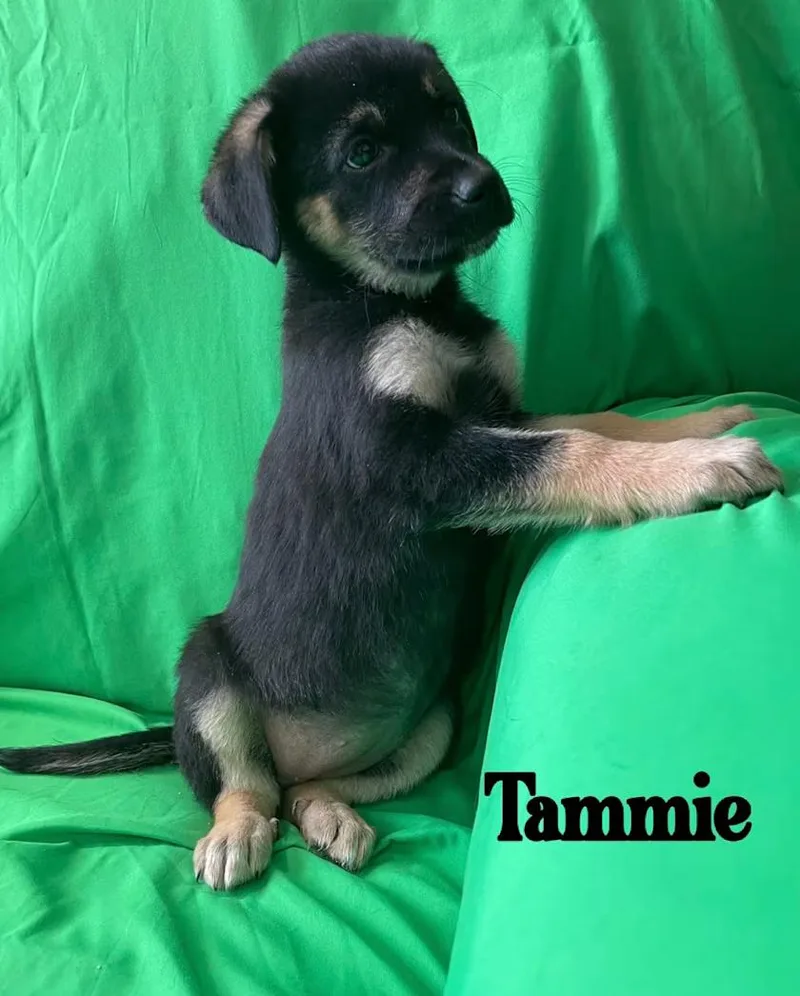 Tammie thumbnail 2