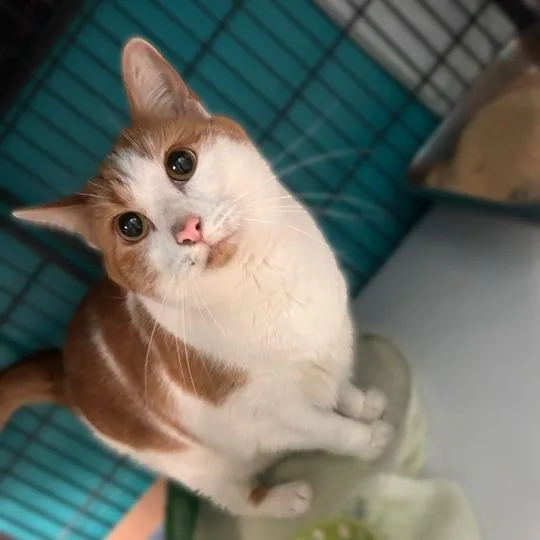 An adult large-sized male Orange / Red Domestic Short Hair cat named Ricky for adoption in Davenport, IA