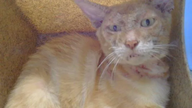 A young large-sized male Domestic Short Hair cat named Henry for adoption in Gardena, CA