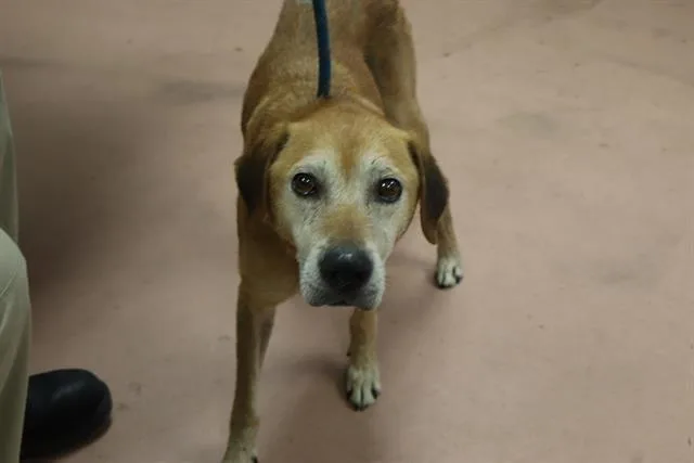 An adult medium-sized male Mixed Breed dog named Jimbo for adoption in Columbia, SC