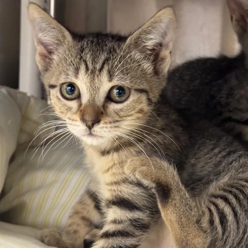 A baby small-sized female Torbie Domestic Short Hair cat named Jade for adoption in West Palm Beach, FL