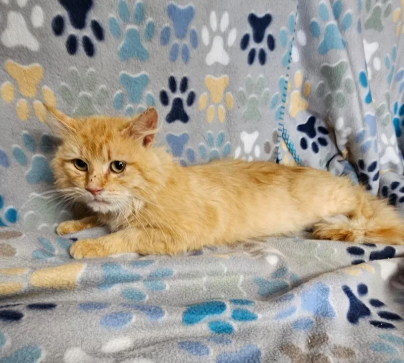 An adult medium-sized male Domestic Long Hair cat named Garlic for adoption in Wabash, IN