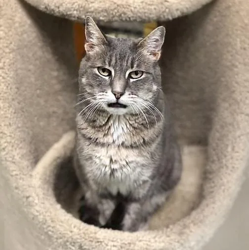 An adult large-sized female Domestic Short Hair cat named Braveheart for adoption in Pottsville, PA