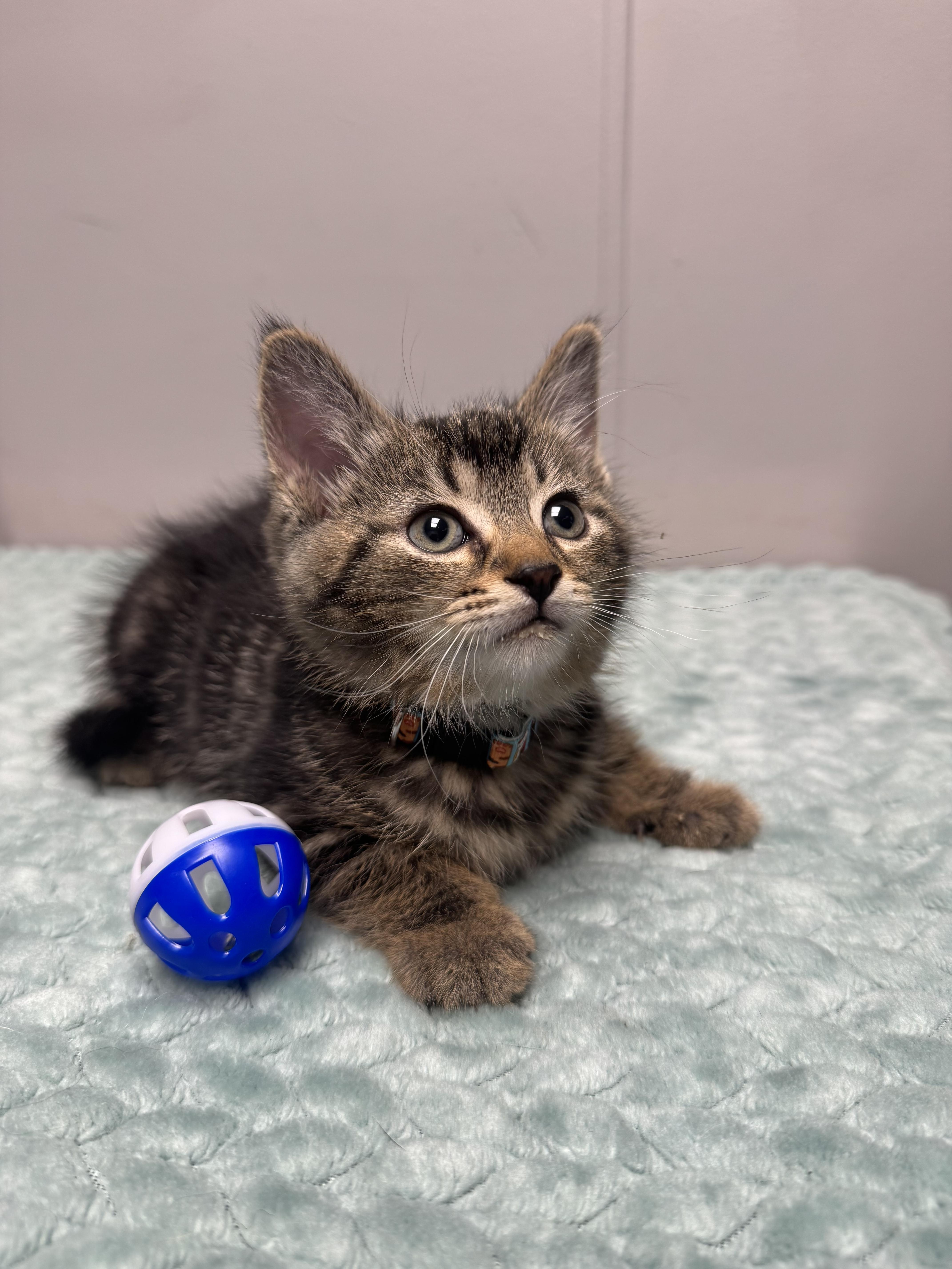 A baby medium-sized male Tabby (Brown / Chocolate) Domestic Short Hair cat named Pico for adoption in Walker, MI