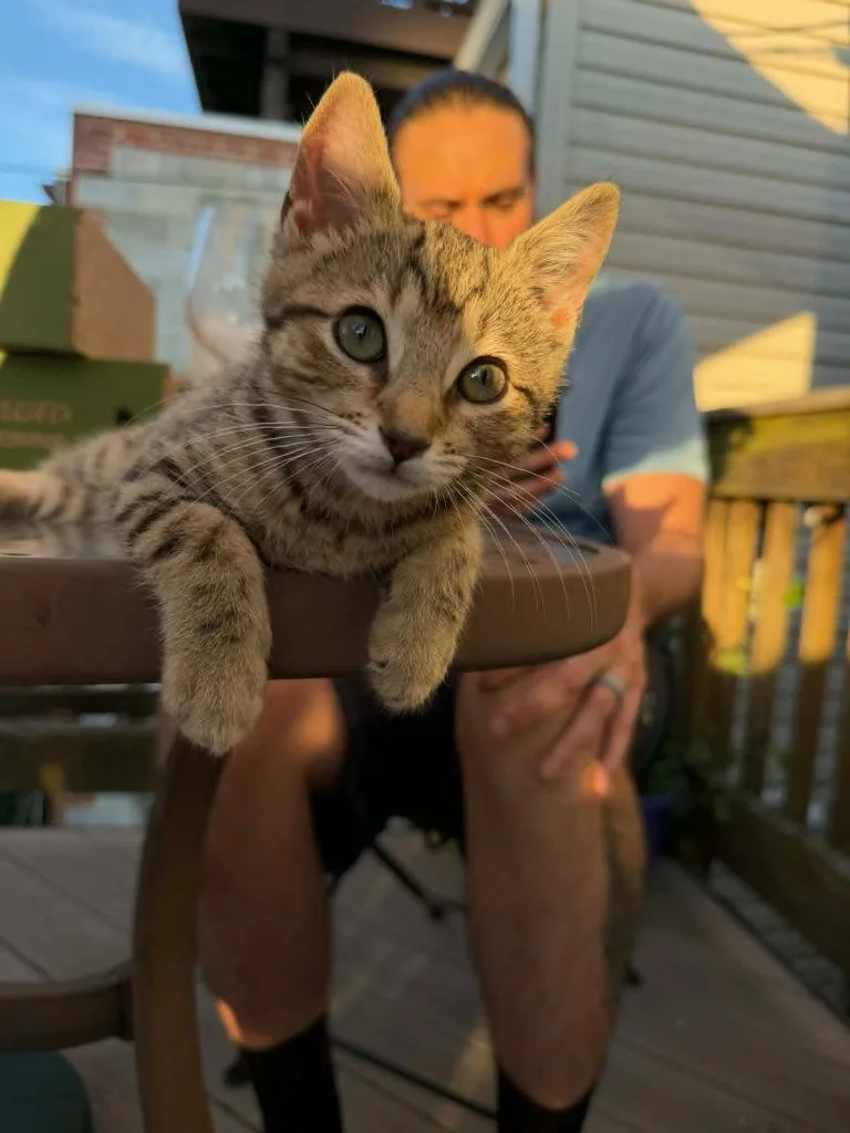 A baby medium-sized male Domestic Short Hair cat named Mojito for adoption in Parkville, MD