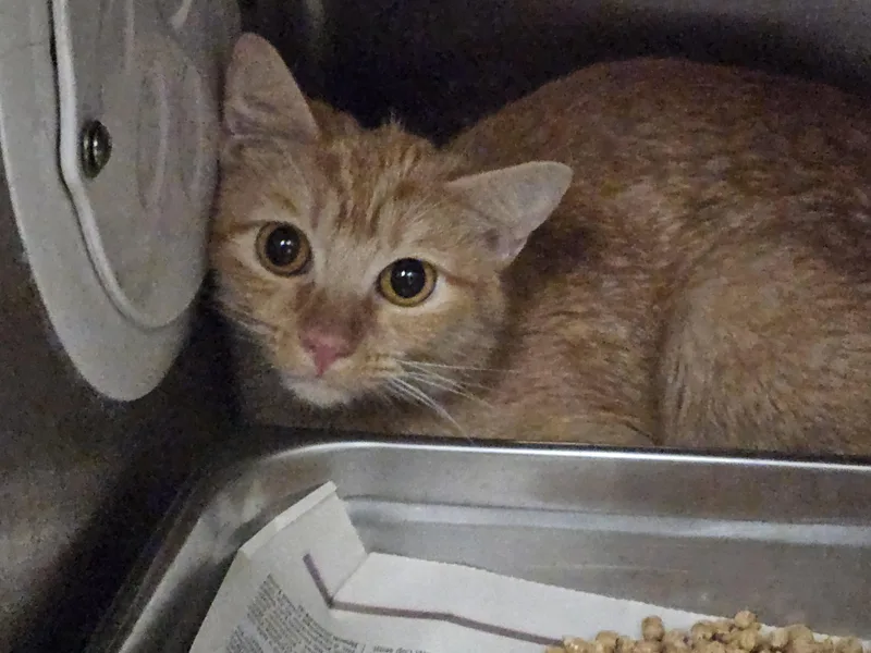 A young large-sized female Domestic Short Hair cat named Paloma for adoption in Los Angeles, CA