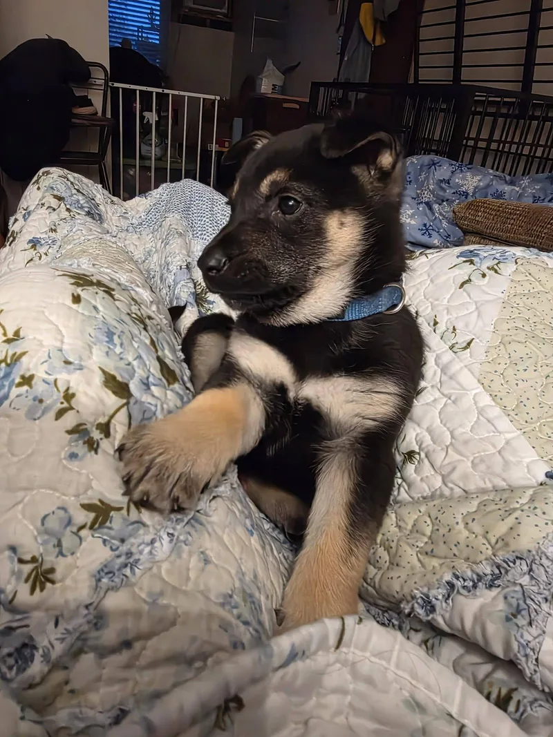 Midnight thumbnail 2