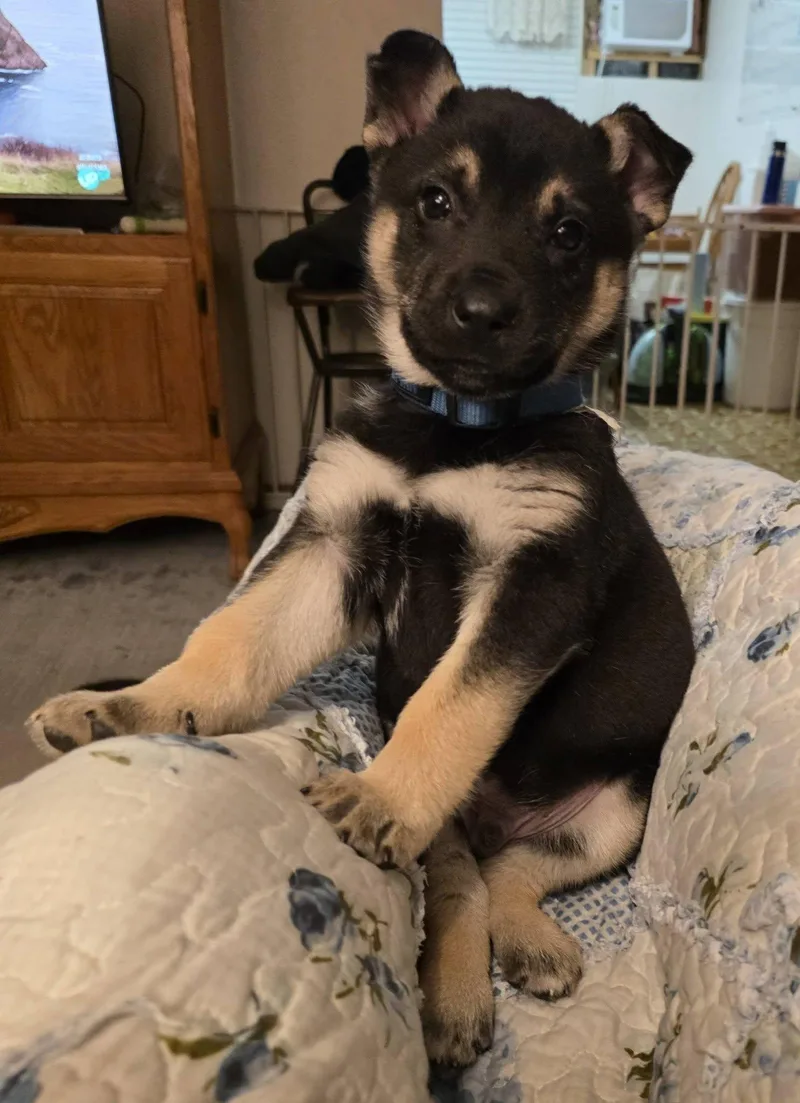 Midnight thumbnail 3