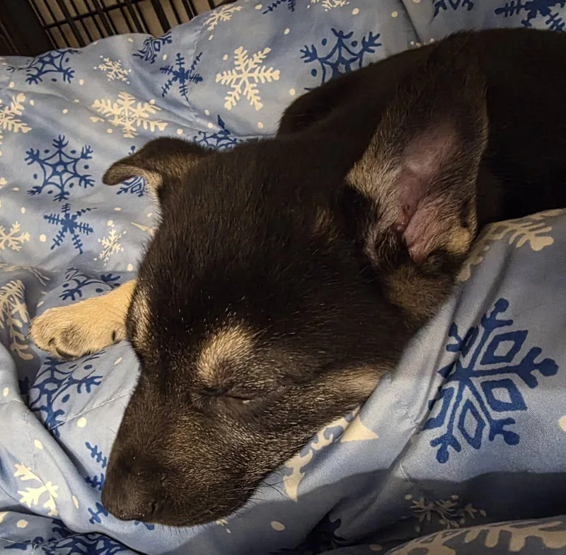 Midnight thumbnail 4