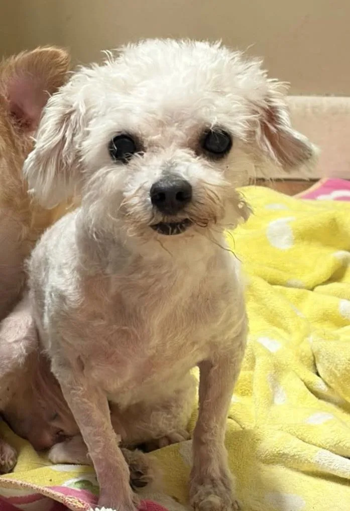 A senior small-sized male Miniature Poodle dog named Teddy for adoption in Panama City, FL