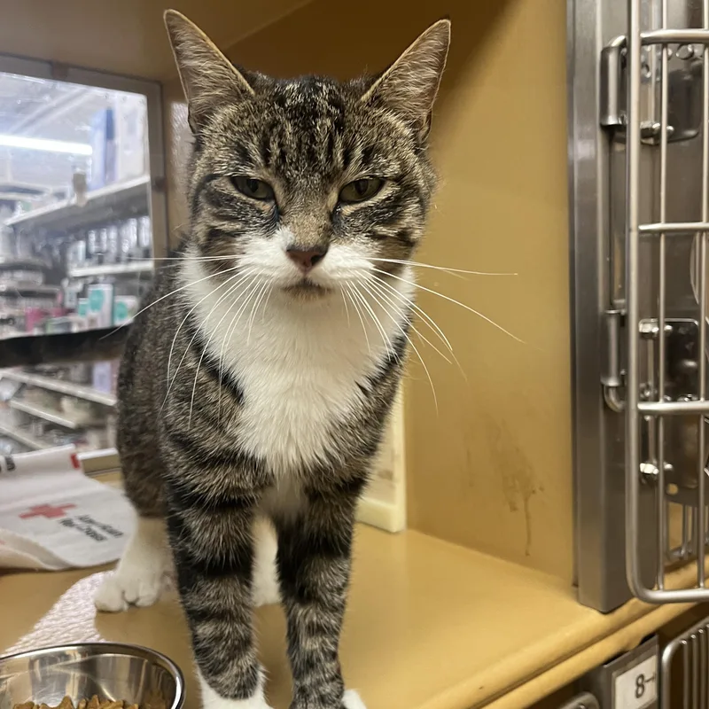 A young medium-sized female Tabby (Brown / Chocolate) Domestic Short Hair cat named Trixie for adoption in Worcester, MA
