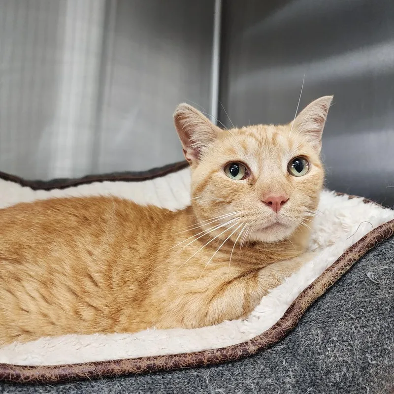 An adult medium-sized male Orange / Red Domestic Short Hair cat named Simba for adoption in Dixon, IL