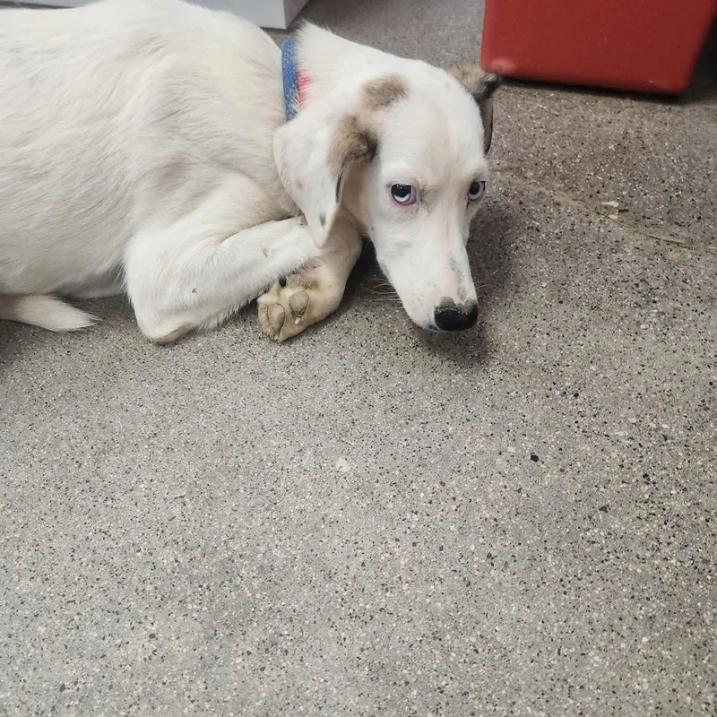 An adult medium-sized female White / Cream Husky dog named Blue for adoption in Kingman, AZ