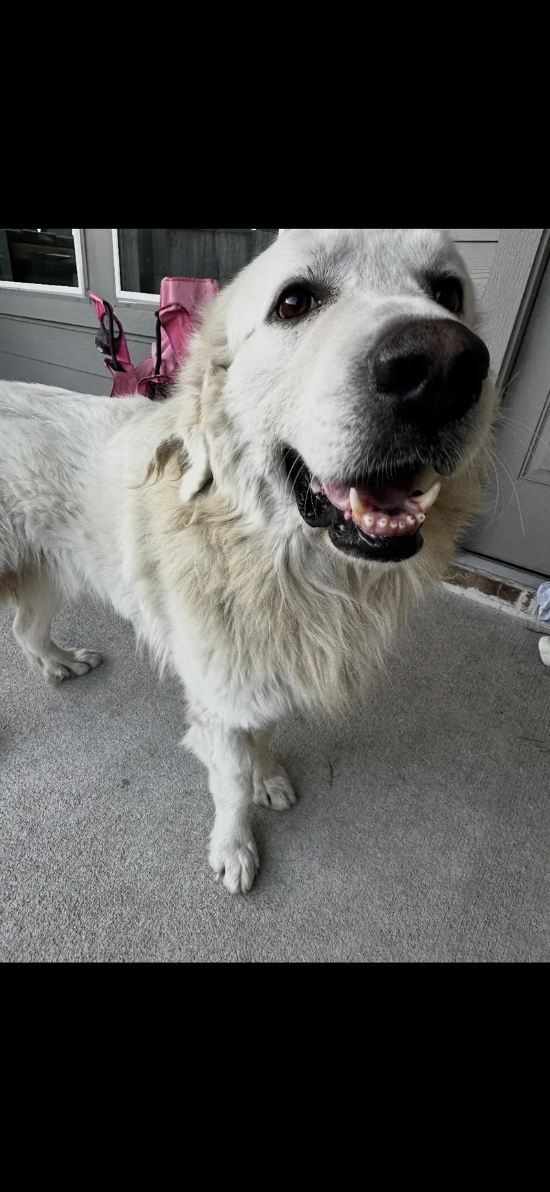 Chief Htx thumbnail 3