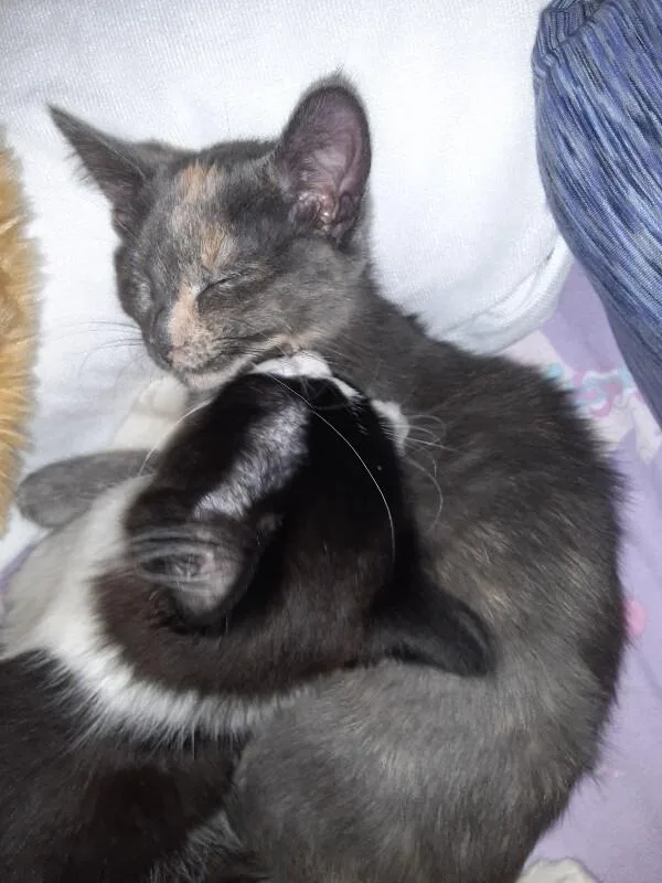 A young medium-sized male Black & White / Tuxedo Domestic Short Hair cat named Mouse for adoption in Adrian, MI