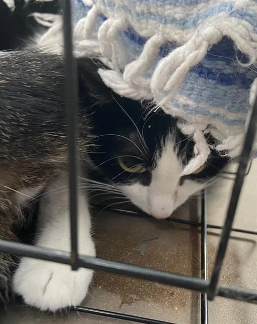A young medium-sized female Domestic Short Hair cat named Lala for adoption in Dallas, TX