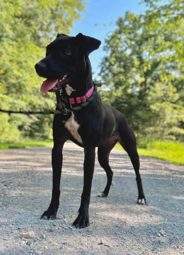 A young medium-sized female Terrier dog named Stella for adoption in Waverly, TN