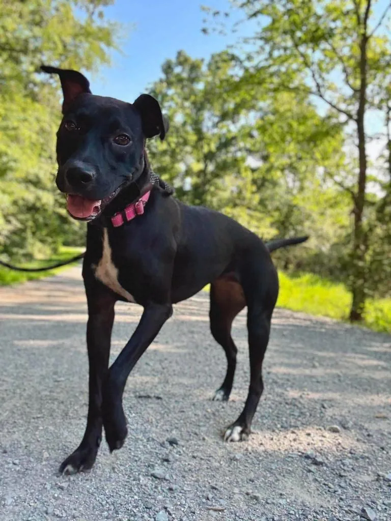 Stella thumbnail 2