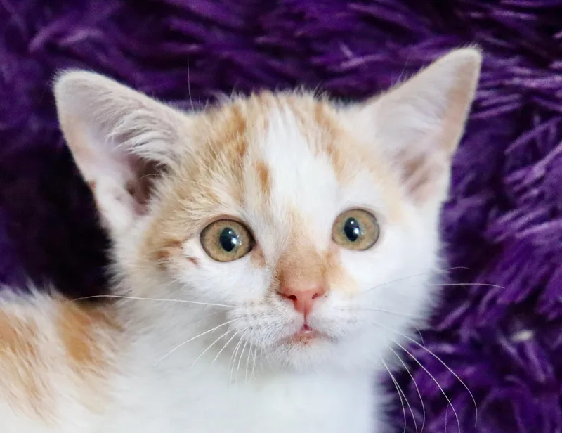 A baby medium-sized male Orange & White Turkish Van cat named Mango for adoption in Saint Augustine, FL