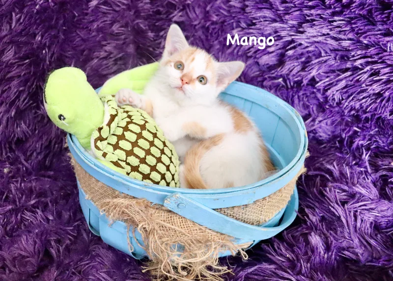Mango thumbnail 4