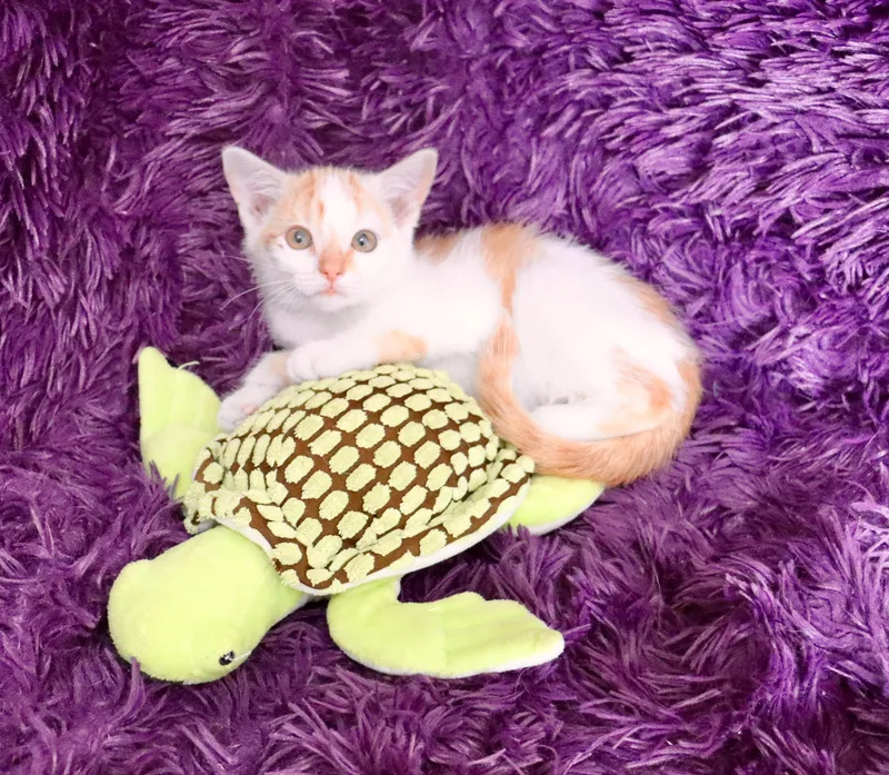Mango thumbnail 5