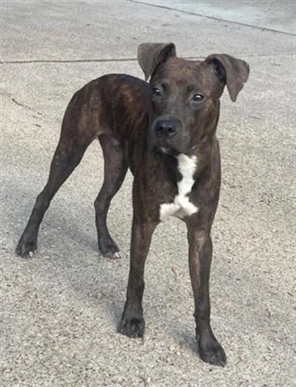 A young medium-sized male Boxer dog named Toby for adoption in Dallas, TX