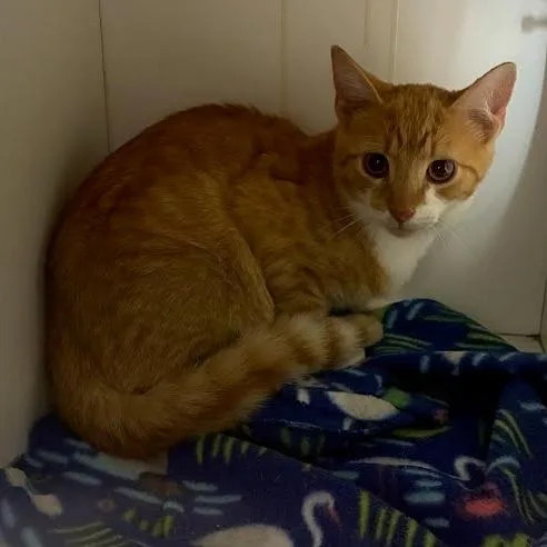 A baby small-sized male Orange / Red Domestic Short Hair cat named Cayenne for adoption in Jeffersonville, IN