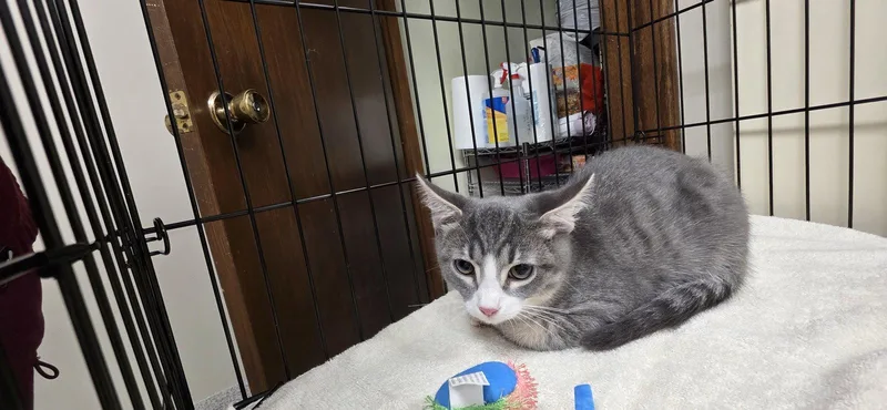 A baby medium-sized male Domestic Short Hair cat named Smokey Joe for adoption in Lancaster, PA