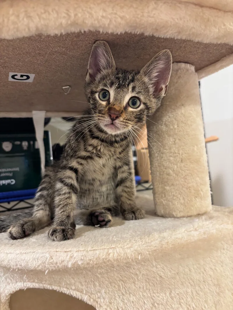 A baby small-sized male Domestic Short Hair cat named Carmy for adoption in Mission Viejo, CA