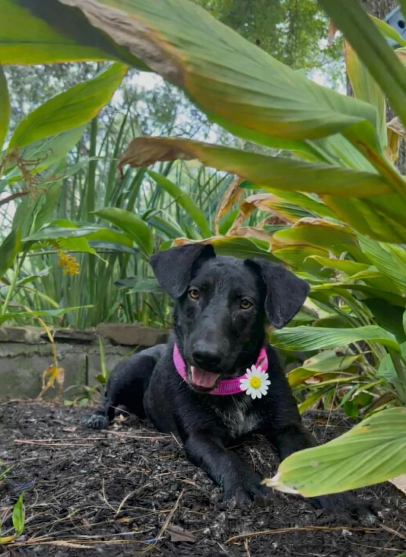 Lou Louanne thumbnail 3