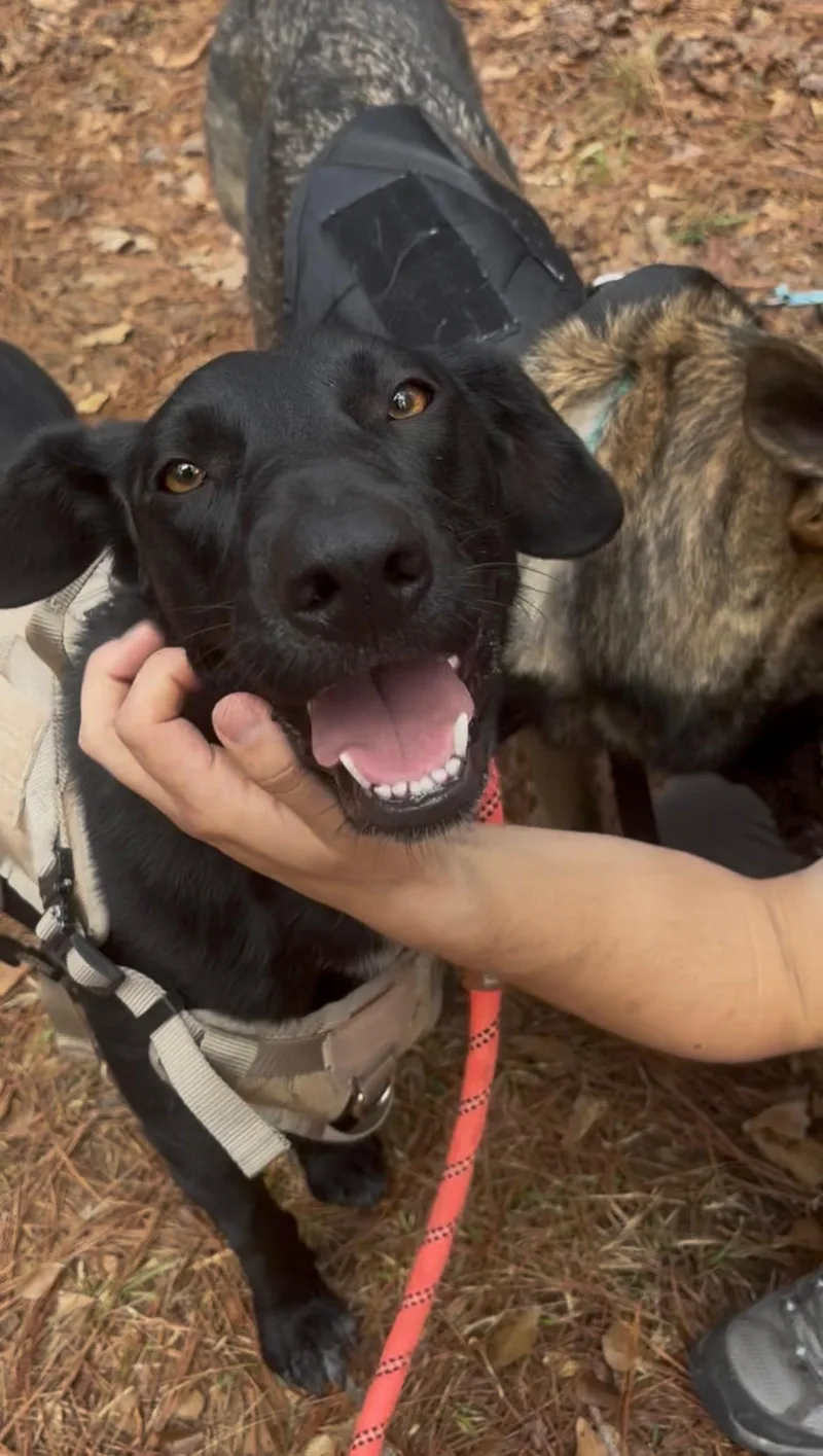 Lou Louanne thumbnail 4