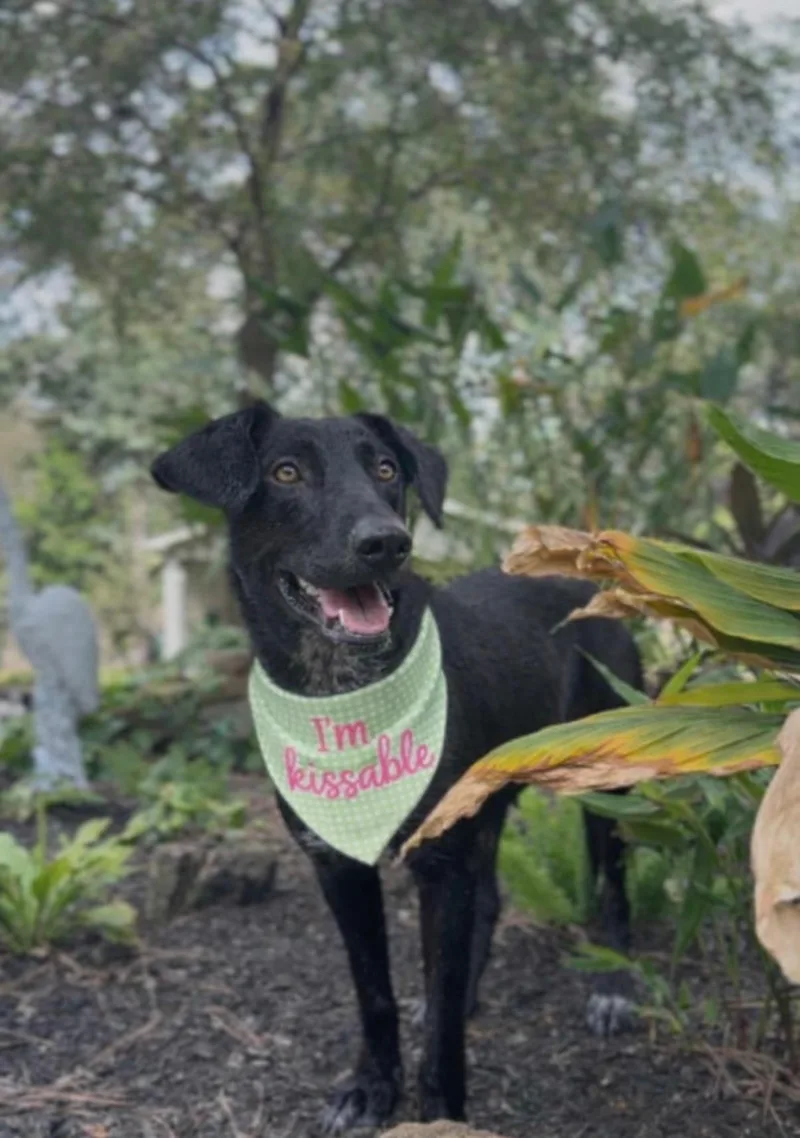 Lou Louanne thumbnail 5