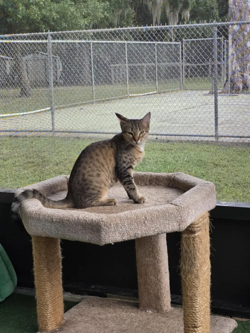 A young medium-sized male Tabby (Buff / Tan / Fawn) Domestic Short Hair cat named Beaker for adoption in Umatilla, FL