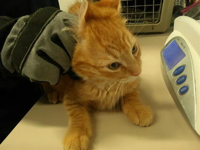 A young small-sized male Domestic Short Hair cat named Perry for adoption in Saint Peters, MO