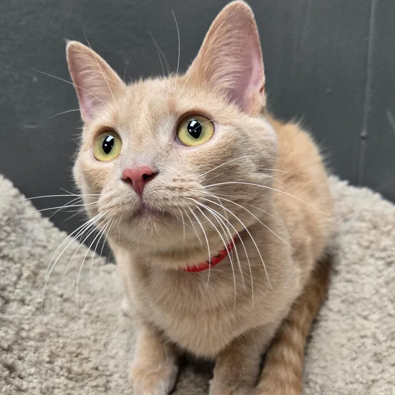 A baby small-sized female Orange / Red Domestic Short Hair cat named Whisper for adoption in Hamburg, NY