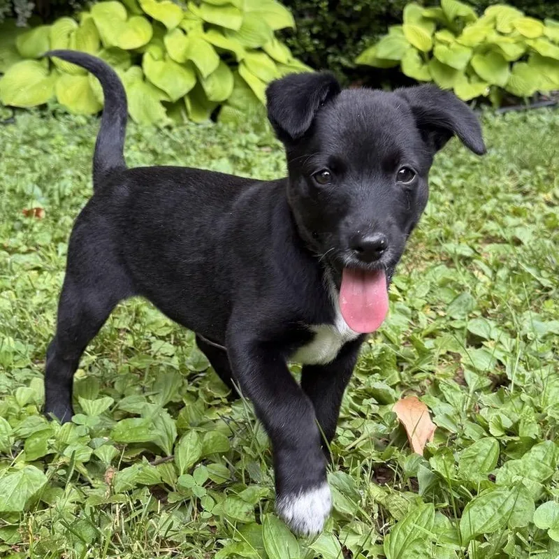 A baby medium-sized female Shepherd dog named Pepper for adoption in La Grange, KY