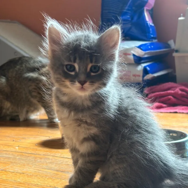 A baby small-sized female Gray / Blue / Silver Domestic Long Hair cat named Cady Heron for adoption in DeKalb, IL